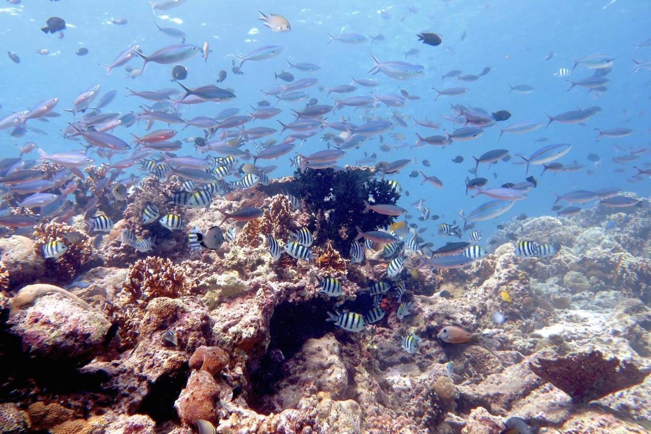 Maleo Moyo Hotel & Dive Resort Moyo Island Exterior photo
